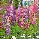 2025고양국제꽃박람회 이미지