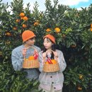 병을농장 | 애월 귤따기 체험 12월 탐나는농장 귤청 만들기까지! 내돈내산 후기 (아이들 트램폴린, 애견동반 가능)