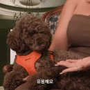 Pet.J 이미지