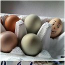 똘래또세탁소 네이버블로그