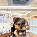 퍼피힐 강아지분양 이미지