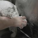 쓰레기 없애기의 시작 - 환경 지킴의 작은 실천 | 비숑샴푸 바꾸고 눈물자국 사라졌어요