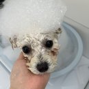 멍멍부띠끄 이미지