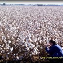 목화농장 이미지