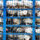 축산농장 이미지