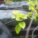 칠석농장 이미지