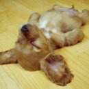 모터리츠
