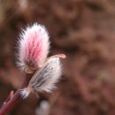 버들강아지 이미지