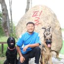 필애견훈련학교 이미지