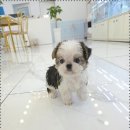 이쁜강아지 이미지