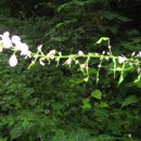 장곡자연휴양림 이미지