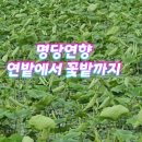 명당연향 이미지