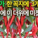 고추가 한 꼭지에 2~3개씩 수확량이 어마어마 탄저병 이미지