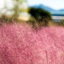 더 마을 핑크 이미지