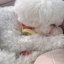 슈리네 이미지