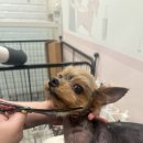 마이뷰티독 이마트 월계점 | 노원구 공릉동 애견미용실 마이뷰티독 이마트월계점에서 스파 목욕하고 왔어요~