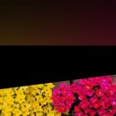 더;예쁘다