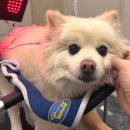 차한의원 | 부산 해운대 윤은채 재활한방동물병원 내돈내산 2회차 후기 | 반려동물 한의원