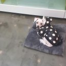 알콩달콩 펫살롱 이미지