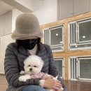 도니바니 | 노원 애견카페/반려견 동반카페 &lt;도니바니&gt; 후기