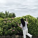 중문동-26 | 제주도 수국 명소, 답다니수국밭 실시간 개화상황 및 꿀팁정리 (26년 5월 중순)