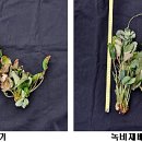 태양방제