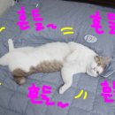 [기초] 성인영어 이미지