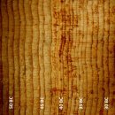 캘리포니아, 화이트 마운틴의 고대 브리슬콘 소나무 숲 이미지