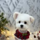 살롱드멍뭉 이미지