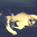 발라당냥 이미지