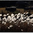 지석리 지석묘 이미지