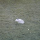 외룡카포스 이미지