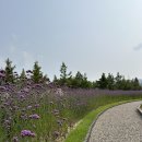 애견동반 1박2일 춘천여행 (CAFE 8MM,몽글스테이,청평사,청평산장)