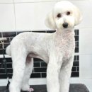 메리몰펫샵(사직점) | 부산 사직동 메리몰펫샵 사직점에서 경험한 1대1 맞춤 애견미용과 스파 후기