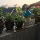 연무호스릴-15 | 식물 자동 물주기 장치 샀다가 식물 다 죽인 이유