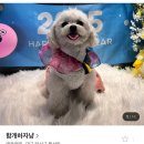 함개하자냥 이미지