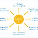 Re:Re:Vitamin C and Immune Function 이미지