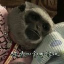 오산매운오뎅