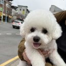 오동오동  애견미용실 이미지