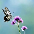 꽃과 나비 이미지