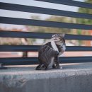 고양이의 하루 이미지