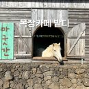 수동목장 | 제주 목장카페 밭디 승마체험 제주도 서귀포 성산카페