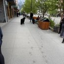 🇨🇦 캐나다 워홀 48~50일차 - 내돈내산 오케이투어 3박4일 록키여행 후기2 🇨🇦