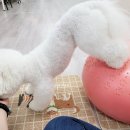 도기스쿨 이미지