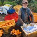 왕자농장 이미지