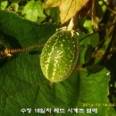 수정-48 이미지