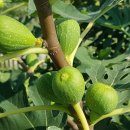 엘림양로원 이미지