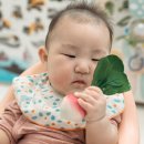 무 | 아기 치발기 시기 올리앤캐롤 라모나방울무 후기