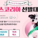 안녕, 멍냥 네이버블로그