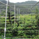 황금나무 이미지